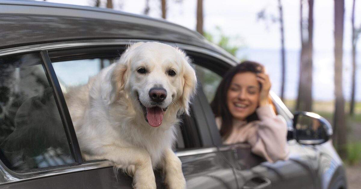 Un perro blanco asomándose por una ventana de un carro con una mujer al fondo riendo. Imagen para representar un seguro de viaje con mascota.