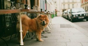 Un perro peludo en París, Francia. En una calle asfaltada, de día, con un día claro. Imagen para representar un seguro de viaje con mascota Europa. Crédito: svetlana-gumerova-de-unsplash.