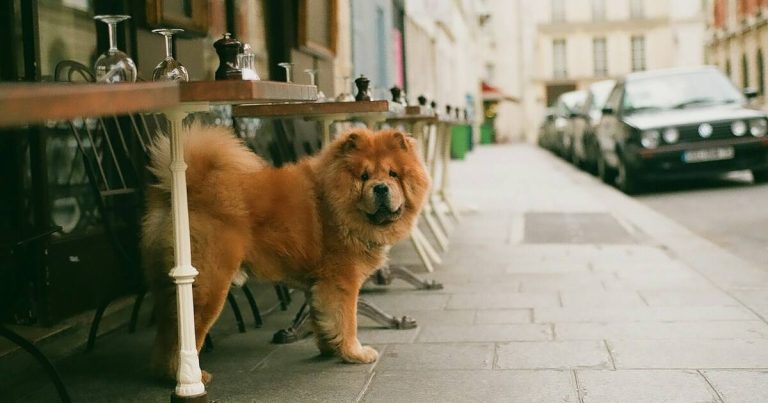Un perro peludo en París, Francia. En una calle asfaltada, de día, con un día claro. Imagen para representar un seguro de viaje con mascota Europa. Crédito: svetlana-gumerova-de-unsplash.